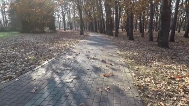 Allée Dans Parc Automne Feuilles Tombées — Video