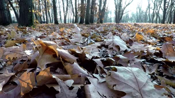 Umgestürzte Ahornblätter Auf Dem Boden Park Herbst — Stockvideo