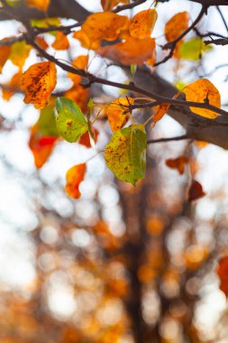Parlak yapraklar yakın plan. Güzel sonbahar manzarası..