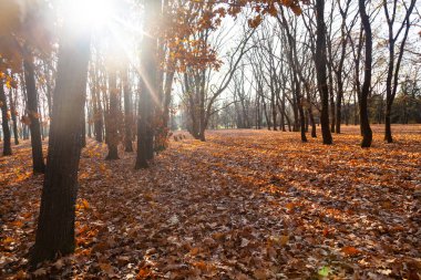 Güzel bir sonbahar parkı. Güzel sonbahar manzarası.