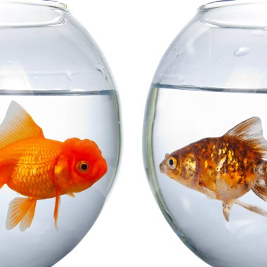 Kırmızı balıklı iki yuvarlak akvaryum beyaz bir arka planda izole edilmiş. Balıklar birbirine bakar..