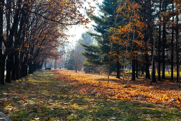 Прекрасный Осенний Парк Скамейка Опавшие Листья — стоковое фото