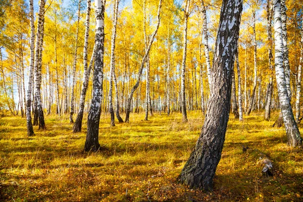 Nyírfa Erdő Ősszel Tájkép Sárga Fák Egy Napsütéses Napon — Stock Fotó