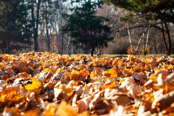 Прекрасный Осенний Парк Красивый Осенний Пейзаж — стоковое фото