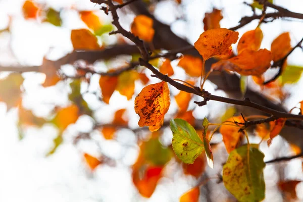 Jasné Listy Zblízka Krásná Podzimní Krajina — Stock fotografie