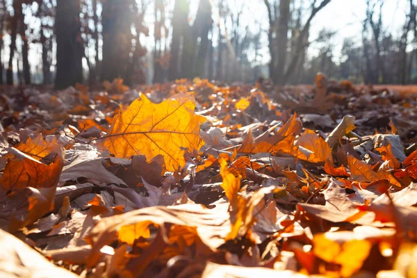 Gefallene Gelbe Blätter Aus Nächster Nähe Schöne Herbstlandschaft — Stockfoto