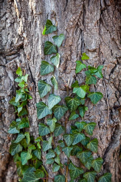 Hiedra Primer Plano Del Árbol Plantas Parque Otoño — Foto de Stock