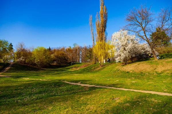 Spring Landscape Lawn Blooming Cherries Park — Stock Photo, Image