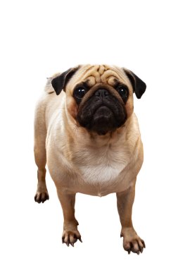 Bir pug portresi. Güzel bir safkan köpek. Beyaz arka planda bir köpek..