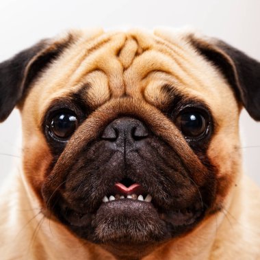 Bir pug portresi. Çok güzel bir safkan köpek..