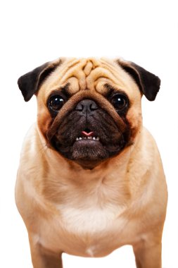 Bir pug portresi. Güzel bir safkan köpek. Beyaz arka planda bir köpek..