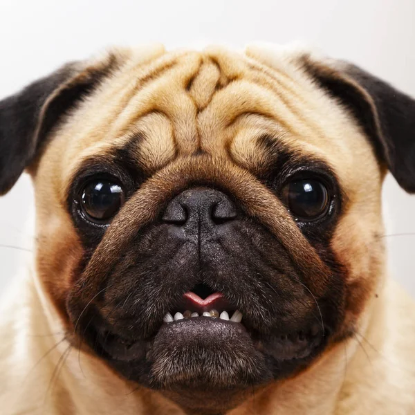 Bir Pug Portresi Çok Güzel Bir Safkan Köpek — Stok fotoğraf