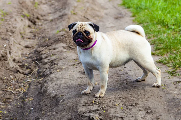 Bir Pug Portresi Yürüyüşe Çıkmış Güzel Safkan Köpek — Stok fotoğraf