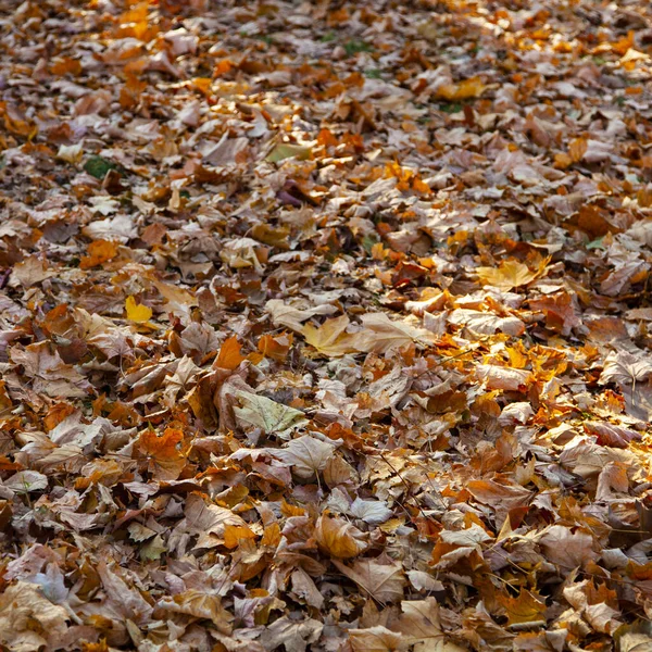 Schöner Herbstpark Schöne Herbstlandschaft Gefallenes Laub Auf Dem Boden — Stockfoto