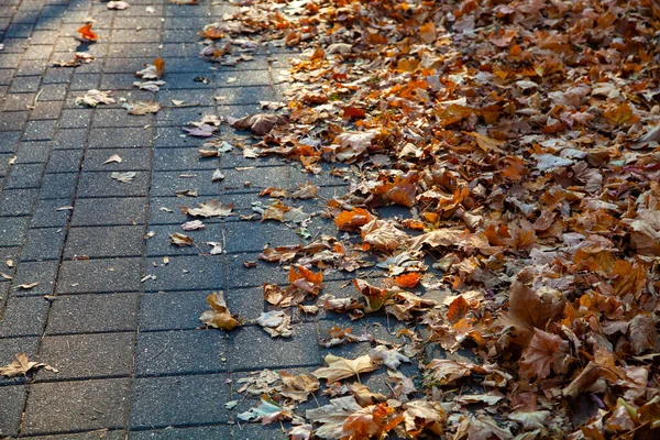 Fallen Leaves Alley Park Close Beautiful Fall Landscape — Stock Photo, Image