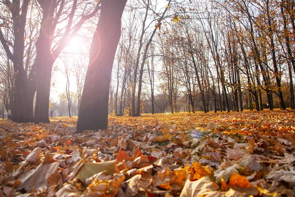 Bellissimo Parco Autunnale Bellissimo Paesaggio Autunnale Foglie Cadute Terra — Foto Stock