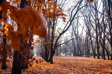 Güzel bir sonbahar parkı. Güzel bir sonbahar manzarası. Yere düşen yapraklar..