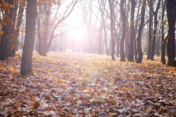 Beau Parc Automne Beau Paysage Automne Feuilles Tombées Sur Sol — Photo