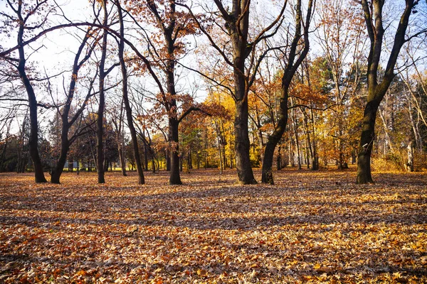 Beau Parc Automne Beau Paysage Automne Feuilles Tombées Sur Sol — Photo