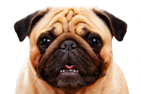 Portret Van Een Pug Mooie Volbloed Hond Close — Stockfoto