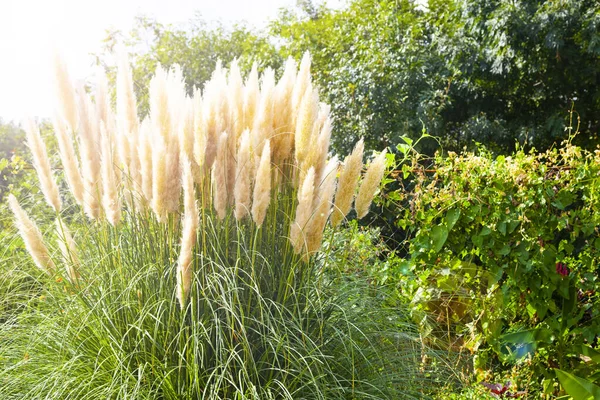 南方的植物在公园的特写镜头 阳光灿烂 — 图库照片