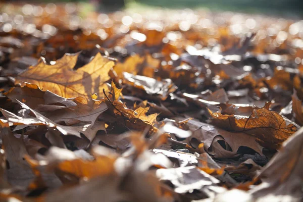 Umgestürzte Eichenblätter Sonnenlicht Hintergrund Herbst — Stockfoto