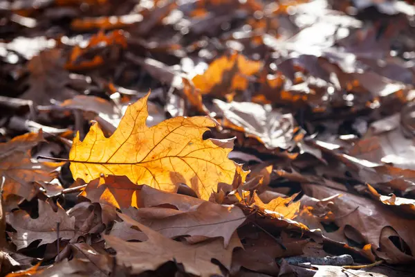 Umgestürzte Eichenblätter Sonnenlicht Hintergrund Herbst — Stockfoto