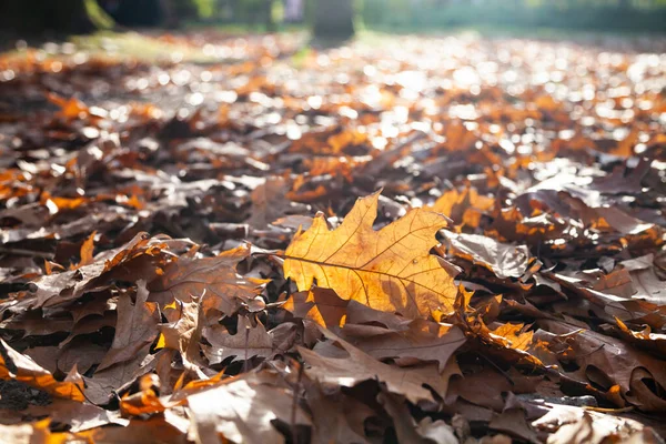 Падшие Дубовые Листья Солнце Осенний Фон — стоковое фото