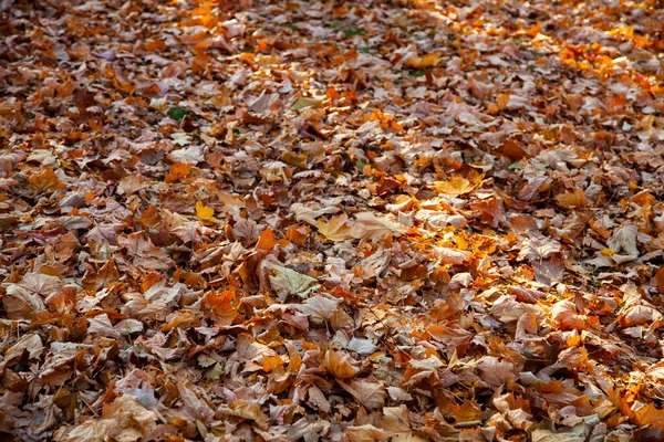 Schöner Herbstpark Schöne Herbstlandschaft Gefallenes Laub Auf Dem Boden — Stockfoto