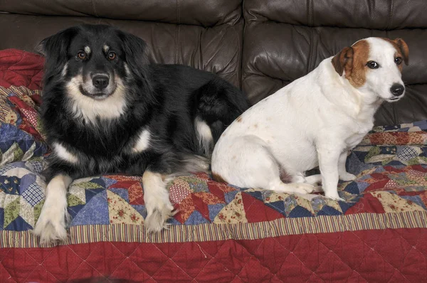 Jack Russell Terrier oraz Border Collie — Zdjęcie stockowe