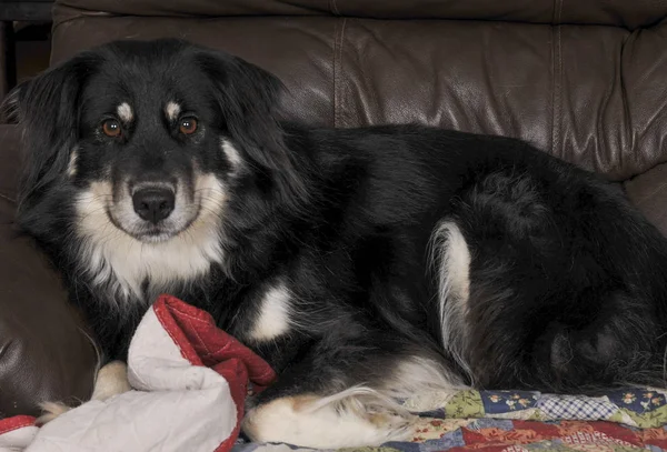 Border Collie Mädchen — Stockfoto