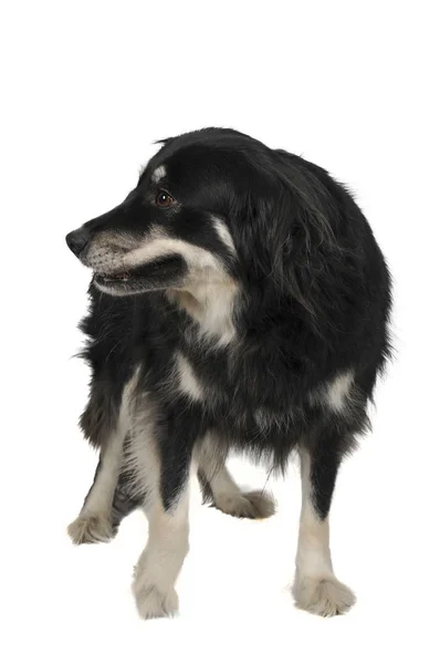 Border Collie meisje — Stockfoto