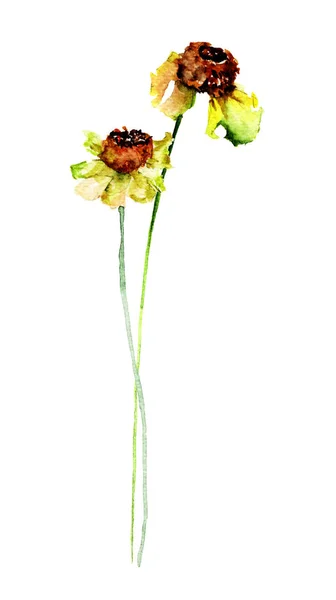 Stilisierte Gerberblumen — Stockfoto