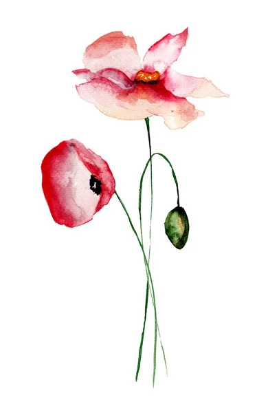 Mooie poppy bloemen — Stockfoto