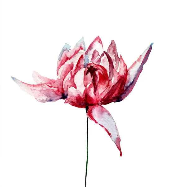 Watercolor illustration with beautiful chrysanthemum flowers — Stock Photo, Image