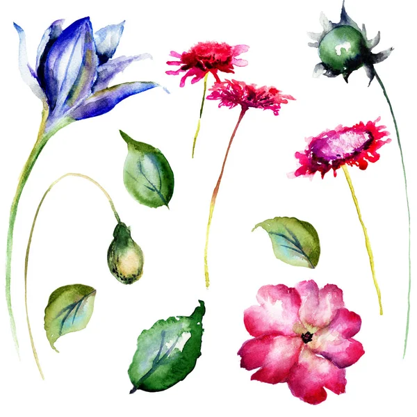 A dekoratív vadvirágok készlet — Stock Fotó