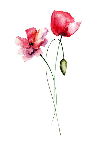 Dekoratív pipacs virágok — Stock Fotó