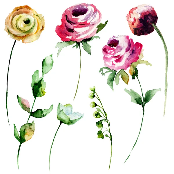 バラとシャクヤクの花のセット — ストック写真