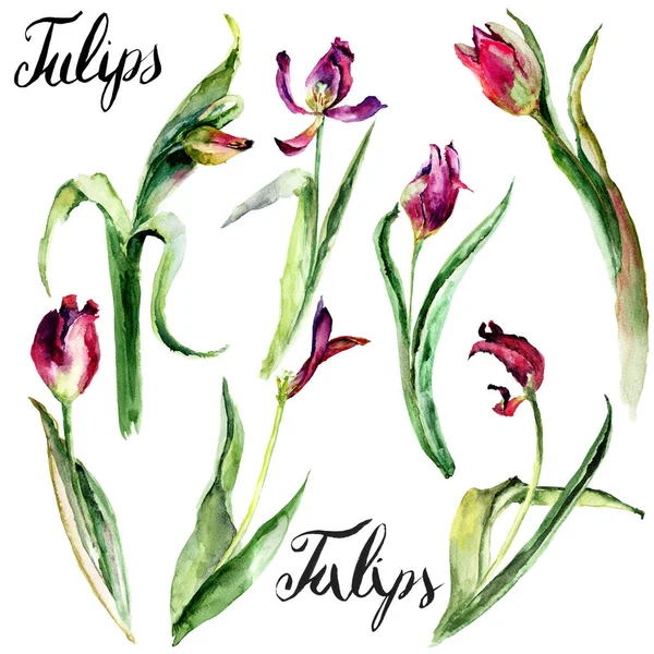 Set di fiori di tulipani — Foto Stock