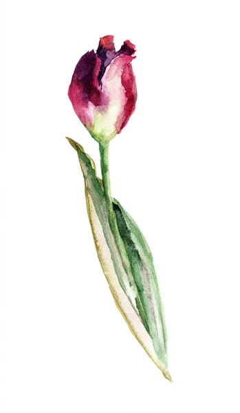 Fleur de tulipe de printemps — Photo