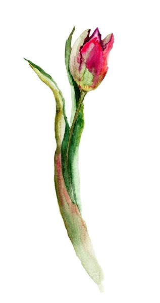 Flor vermelha da tulipa — Fotografia de Stock