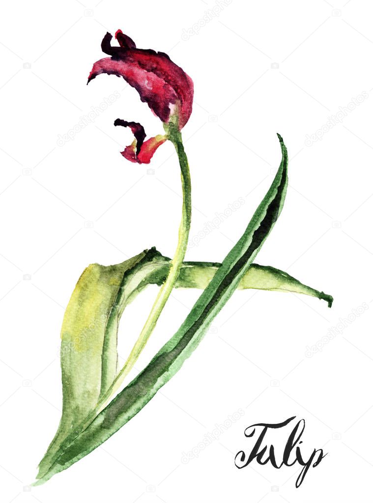 Tulip flower with title Tulip, watercolor illustration