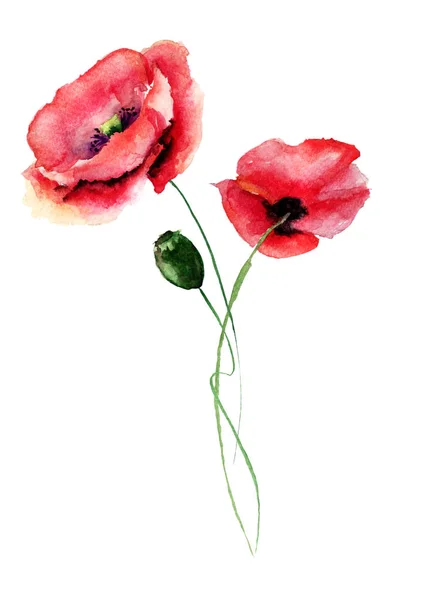 Template for card with with Poppy flower — Stock Photo, Image