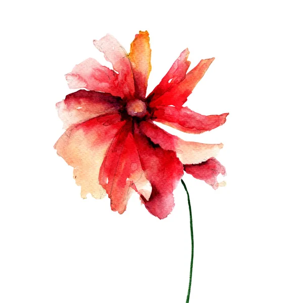 Kırmızı gelincik çiçeği — Stok fotoğraf