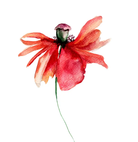 Ilustración en acuarela de flores de amapolas con pétalos se caen — Foto de Stock