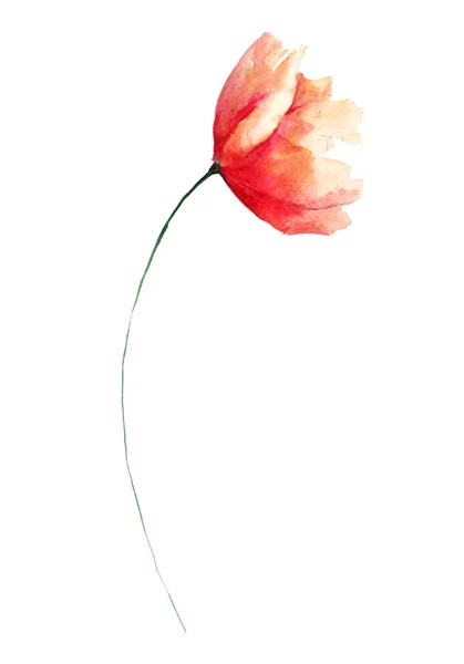 Red Poppy flower — Stock Photo, Image