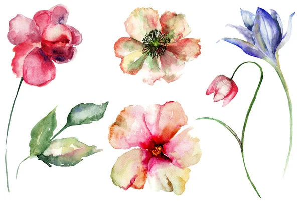 Set di fiori selvatici — Foto Stock