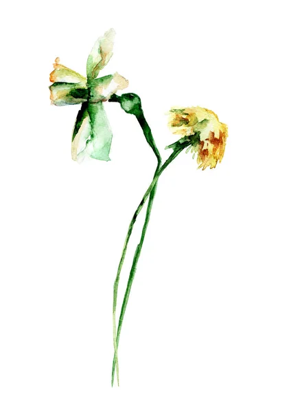 蒲公英和水仙的花朵 — 图库照片