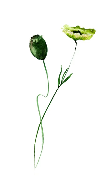 Aquarell-Illustration von Wildblumen — Stockfoto