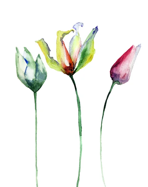 Tre Tulpaner Blommor Akvarell Illustratio — Stockfoto